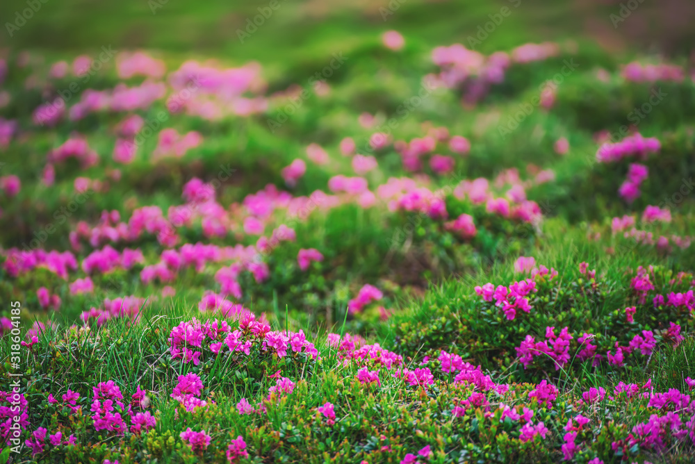 Rhododendron flowers in nature Rhododendron flowers in nature