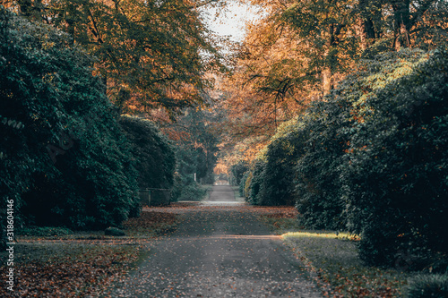 Fototapeta Naklejka Na Ścianę i Meble -  Yellow leaves alley pathway in Ohlsdorf Cemetery during fall in Hamburg city, Germany