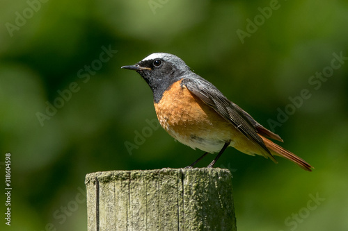 Redstart Male Perched