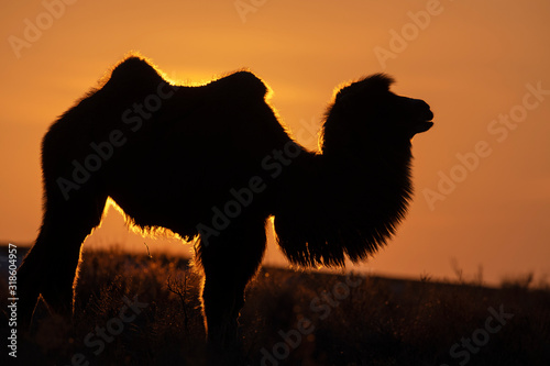 Silhouette of a Bactrian camel