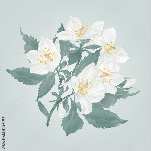 Jasmine flowers and buds twig  on a blue background watercolor vintage vector illustration  editable hand draw