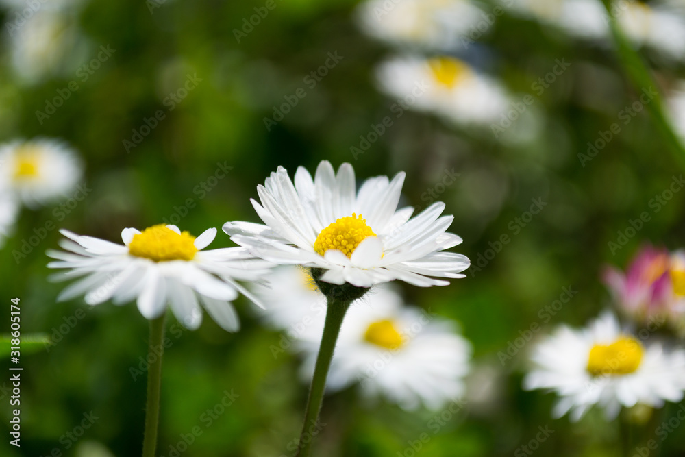 Closeup of a white daisy in the field Closeup of a white daisy in the field