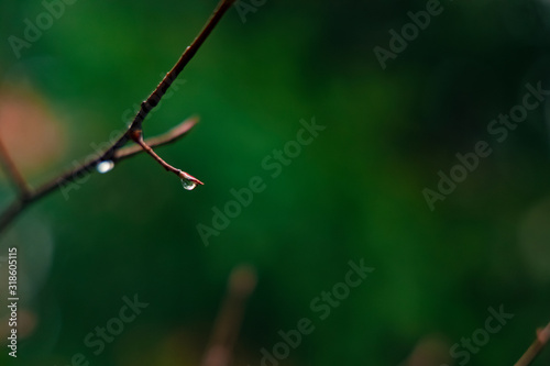 soft focus morning spring time rain drop on bare tree branch nature environment moody colorful atmosphere with green blurred background space for copy or text