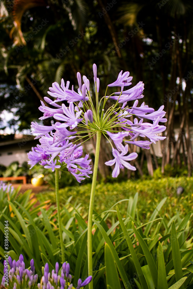 Obraz premium Purple flower