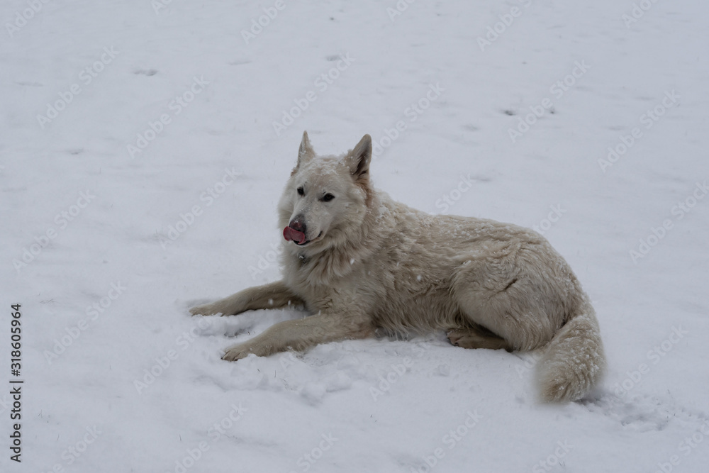 Samoyed dog lies on white snow in the fresh air. Samoyed dog lies on white snow in the fresh air.