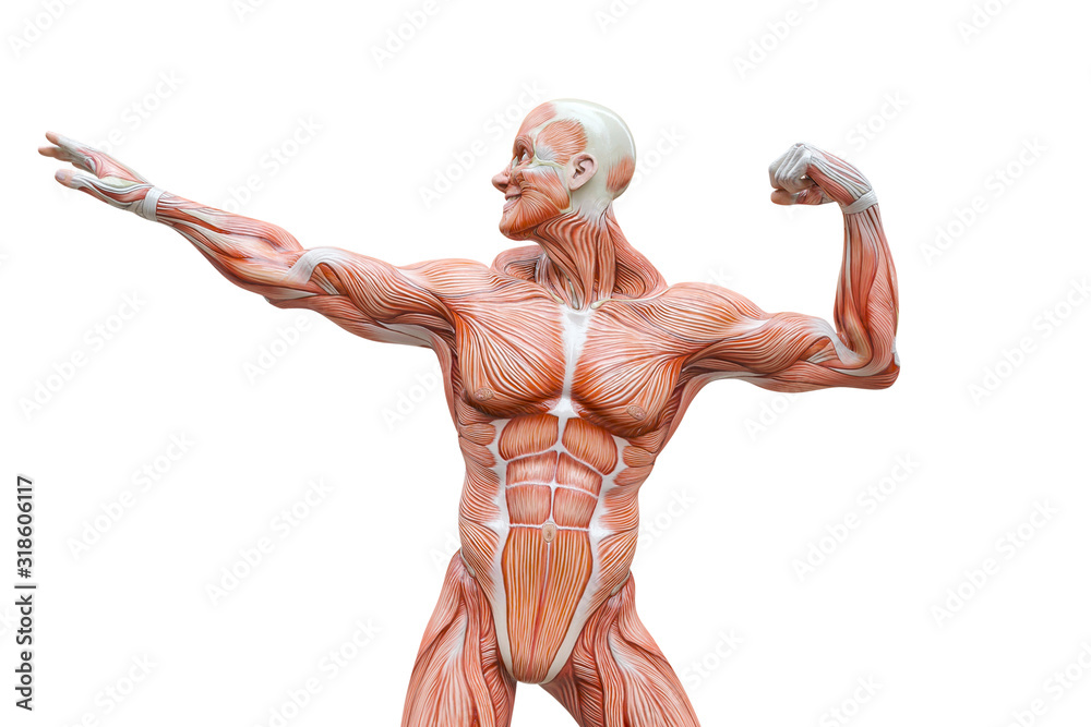 muscleman anatomy heroic body doing a bodybuilder pose eleven in white background muscleman anatomy heroic body doing a bodybuilder pose eleven in white background