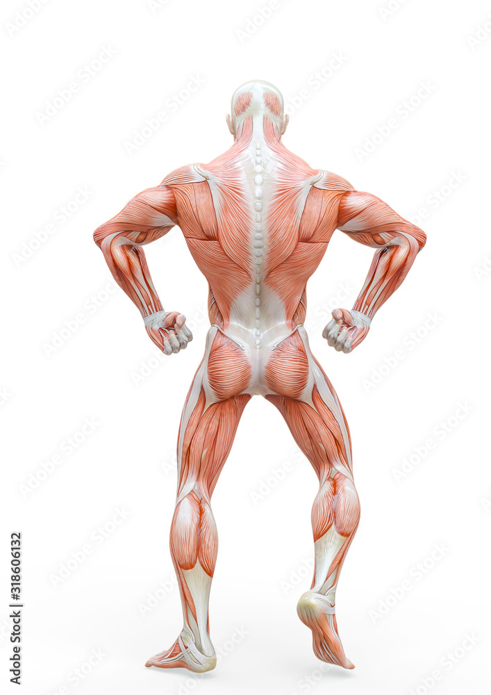 muscleman anatomy heroic body doing a bodybuilder pose four in white background_ muscleman anatomy heroic body doing a bodybuilder pose four in white background_