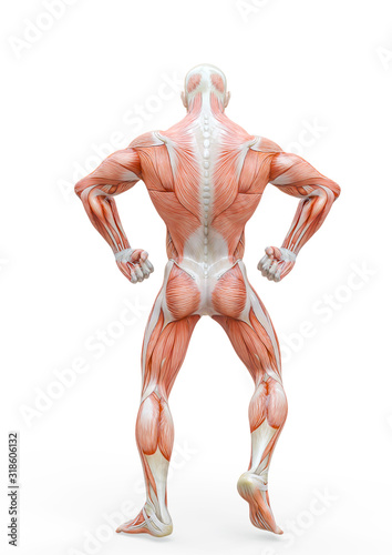 Fototapeta Naklejka Na Ścianę i Meble -  muscleman anatomy heroic body doing a bodybuilder pose four in white background_