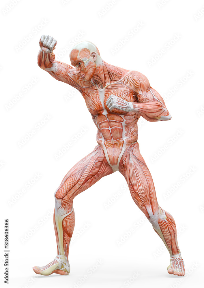 muscleman anatomy heroic body doing a fight pose in white background muscleman anatomy heroic body doing a fight pose in white background