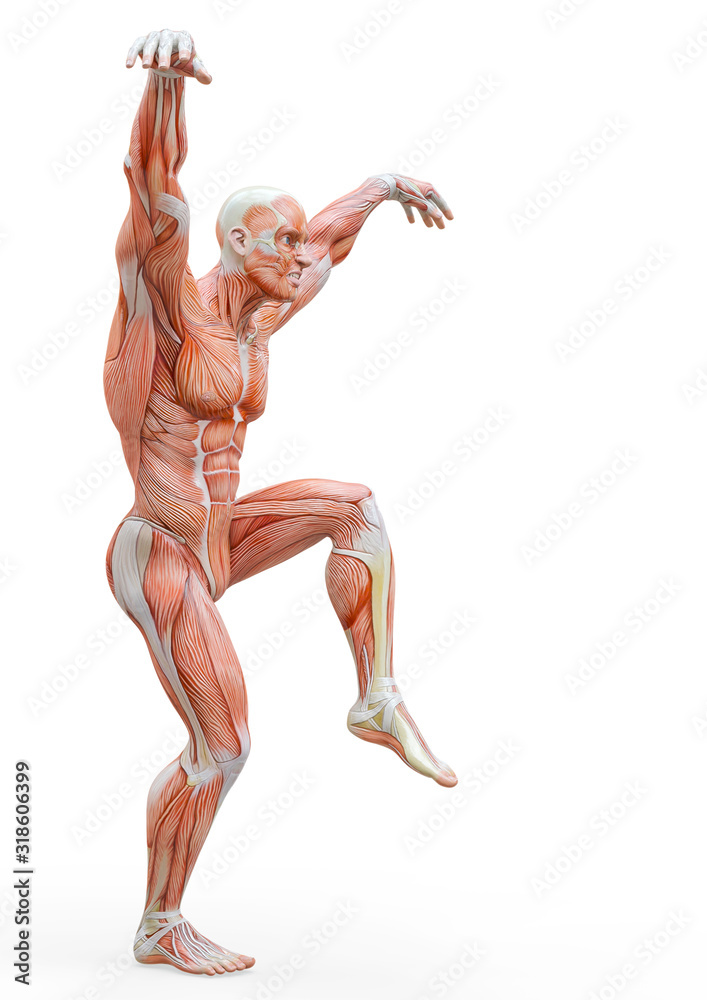 muscleman anatomy heroic body doing a karate pose in white background muscleman anatomy heroic body doing a karate pose in white background