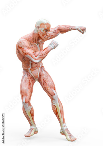 muscleman anatomy heroic body doing a dodge fight pose one in white background