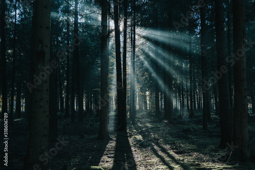 Morning sunlight shines through deep pine tree forests in Luneberg Heide woodland in Germany