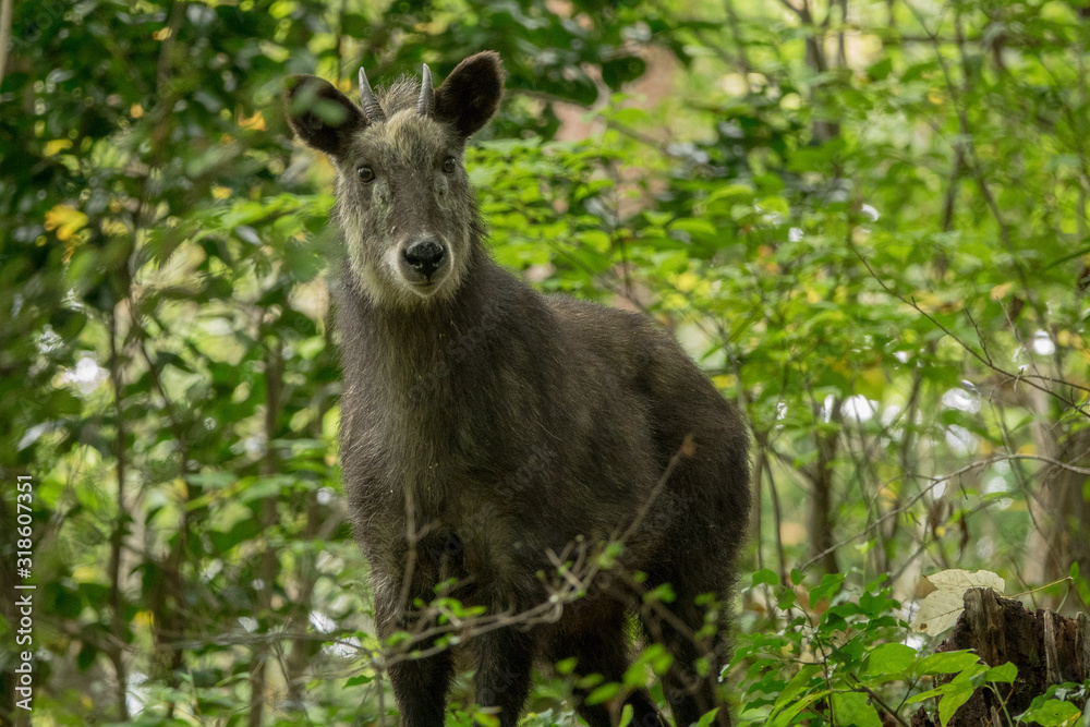 The Wild Japanese Deer in Japan The Wild Japanese Deer in Japan