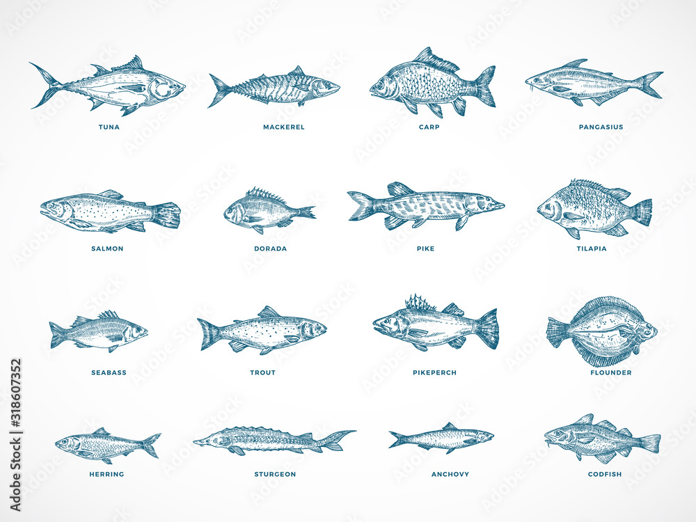 Hand Drawn Ocean or Sea and River Fish Illustration Bundle. A Collection of Salmon and Tuna or Pike and Anchovy, Herring, Trout, Dorado Sketches Silhouettes.
