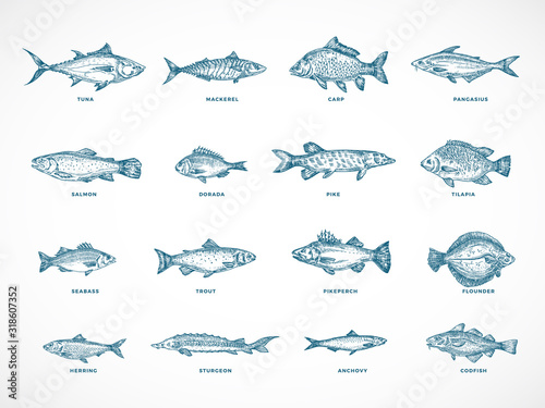 Hand Drawn Ocean or Sea and River Fish Illustration Bundle. A Collection of Salmon and Tuna or Pike and Anchovy, Herring, Trout, Dorado Sketches Silhouettes.