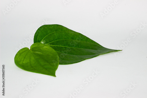 Shrub, naturally isolated tropical leaves against a white background.