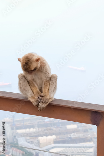 Affen, Gibraltar