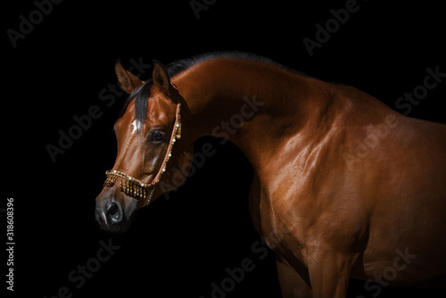 Portrait of a beautiful chestnut arabian horse on black background isolated
