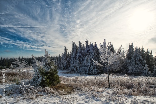 Verschneiter Wald im Winter bewölkter Himmel