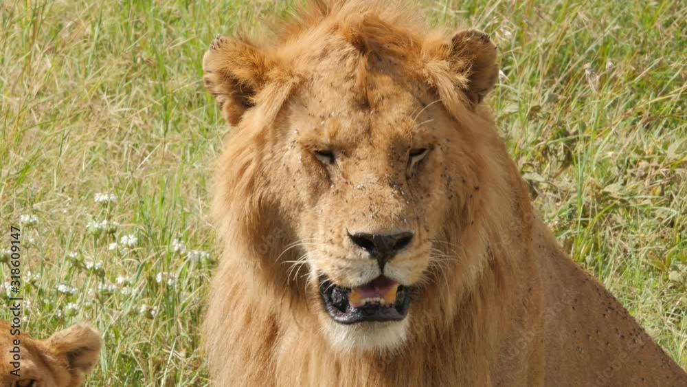 Lion looking around with lots of flies on the face Lion looking around with lots of flies on the face