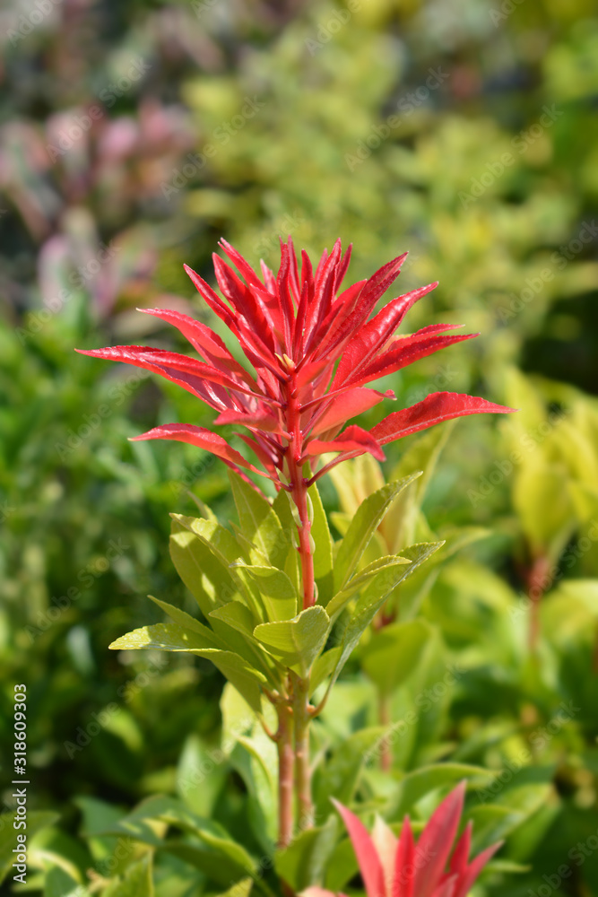 Japanese pieris Mountain Fire Japanese pieris Mountain Fire
