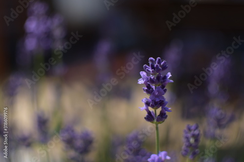 Lavendel2