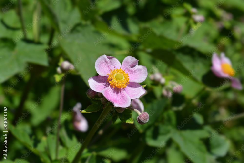 Fototapeta premium Japanese anemone