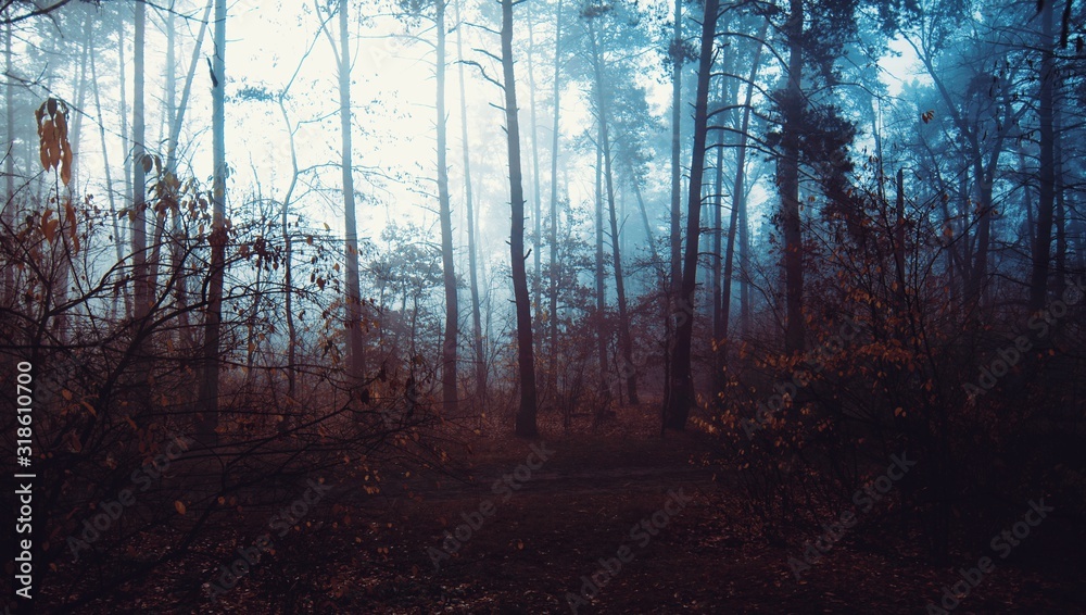 dense wild forest covered with morning fog in a cloudy autumn gray golden autumn