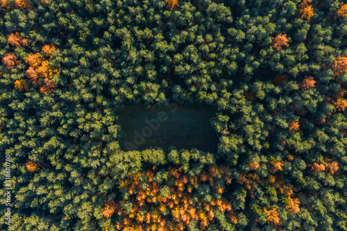 Overhead drone shot of yelow green pine trees with clearning in Luneberg Heide forests