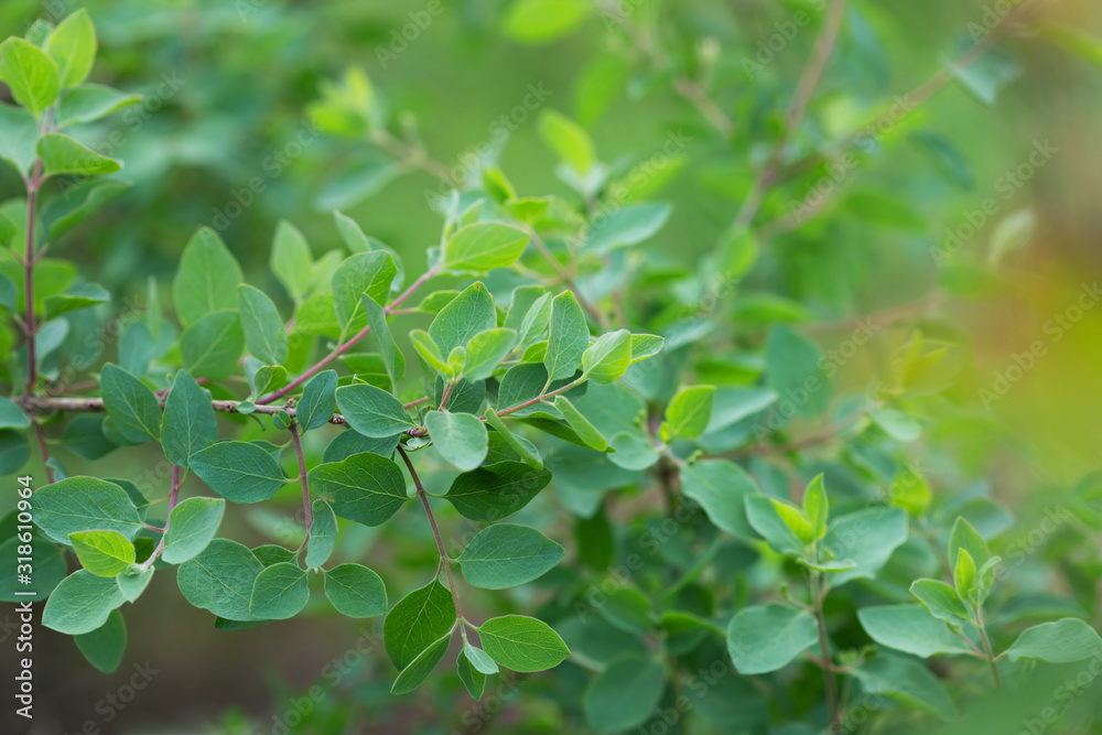 Obraz premium tree branch with fresh green leaves, suitable for floral background