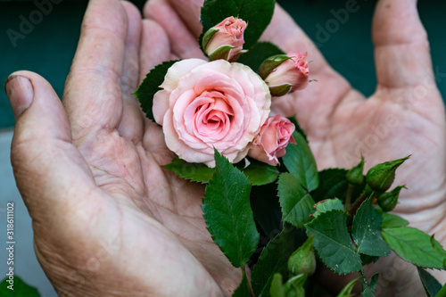 Tender pink rose in the hands of the gardener