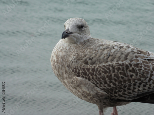 Seagull on pier © Polina