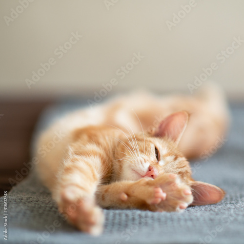 Cute red kitten with classic marble pattern sleeps on sofa. Adorable little pet. Cute child animal photo