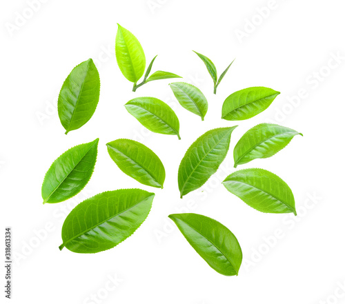  tea leaf isolated on white