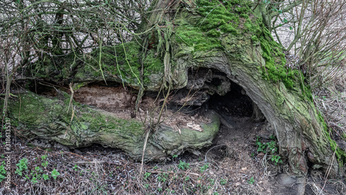 Quadro su tela Animal den among roots at base of tree