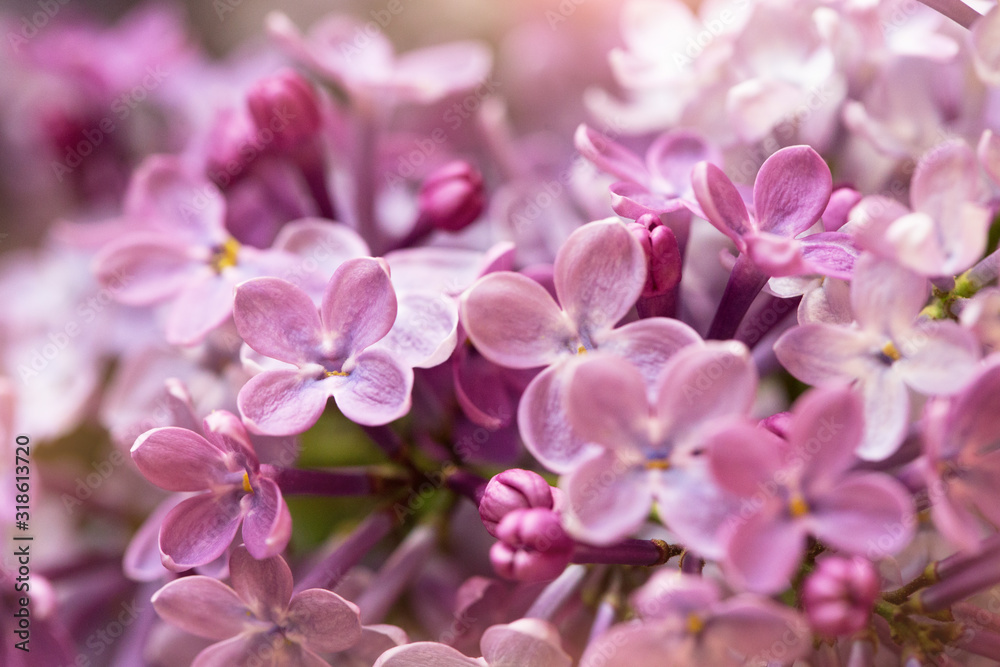 macro shot of beautiful lilac flowers, suitable for floral background macro shot of beautiful lilac flowers, suitable for floral background