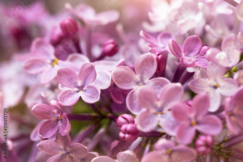 macro shot of beautiful lilac flowers, suitable for floral background © abigail210986