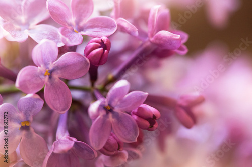 purple lilac flowers, closeup view, suitable for floral background