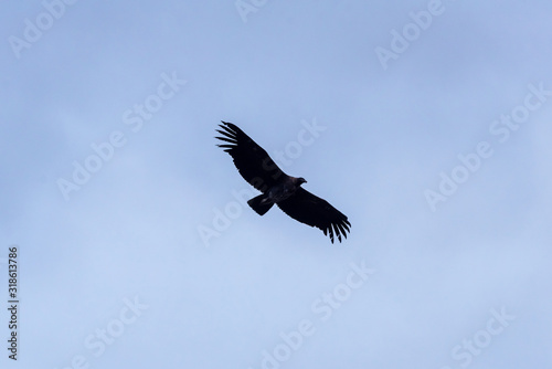 Andean condor flying over a blue sky © Bisual Photo