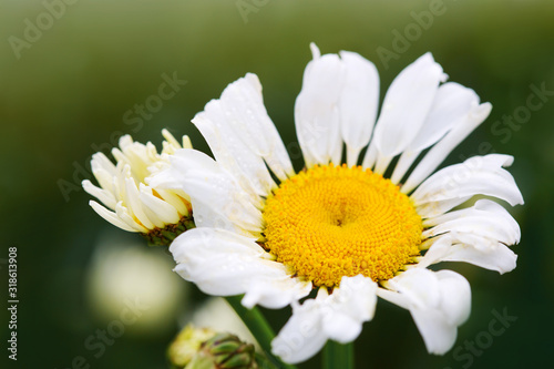 Macro Shot of white daisy flower in sunlight.