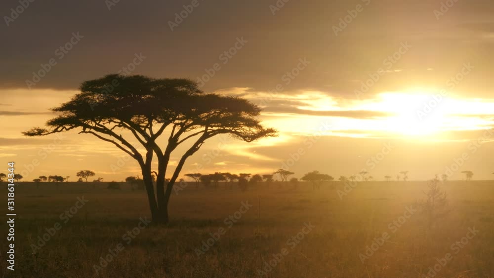 Acacia tree in Serengeti National park during golden sunset Acacia tree in Serengeti National park during golden sunset