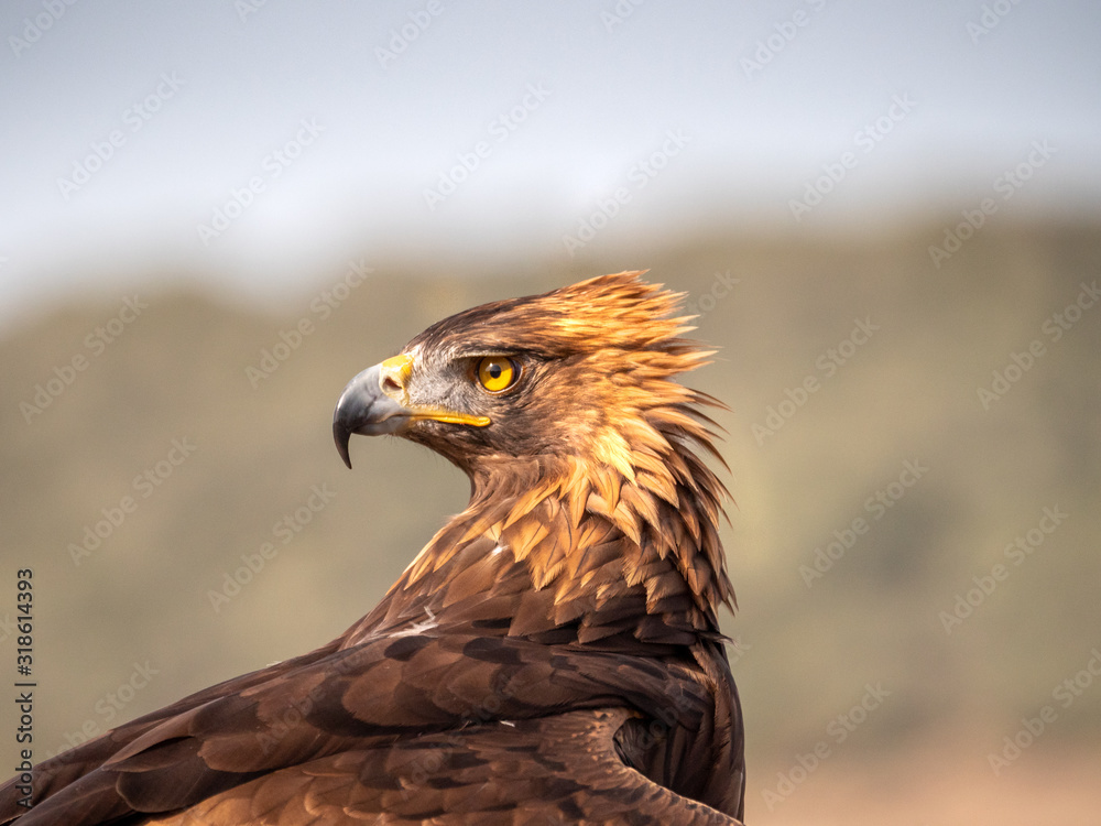 Fototapeta premium Eagle Portrait