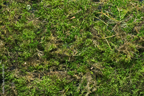 Juicy green forest moss top view