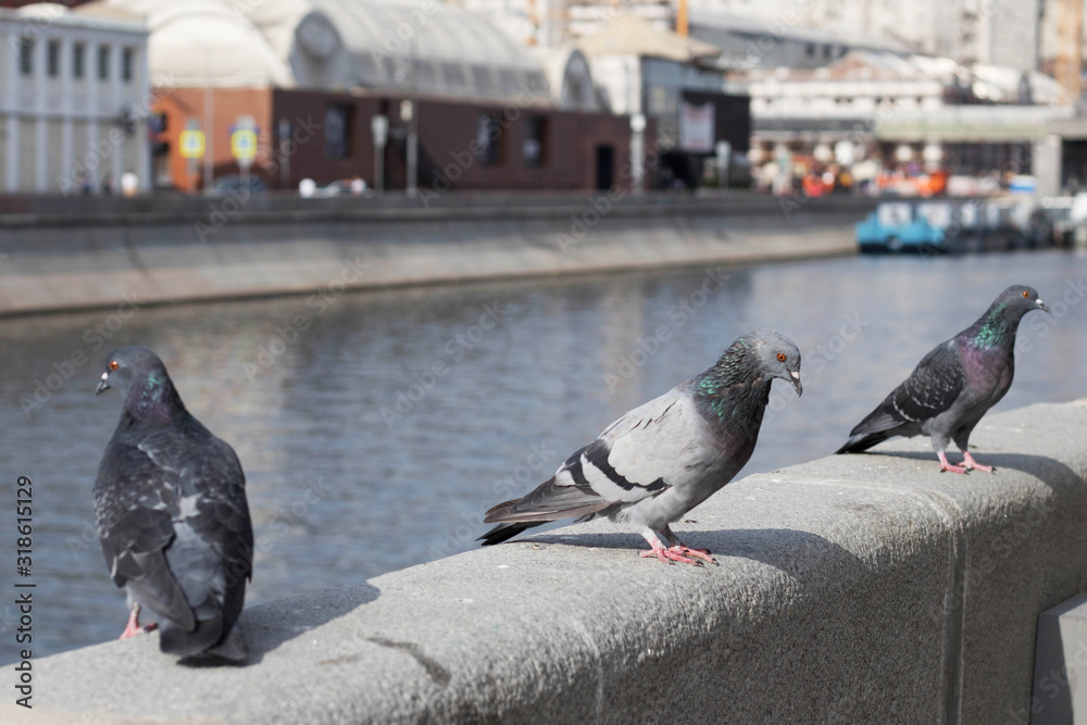 Fototapeta premium Pigeons grey on the parapet, urban landscape