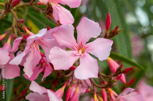 Oleander flowers on a tropical island.