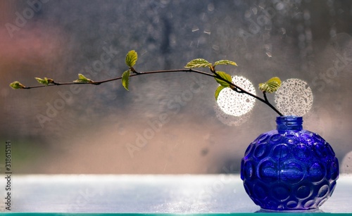 A branch with green leaves in a blue glass vase against the background of a window and raindrops. Spring branch with buds on a blurred background. Spring still life.