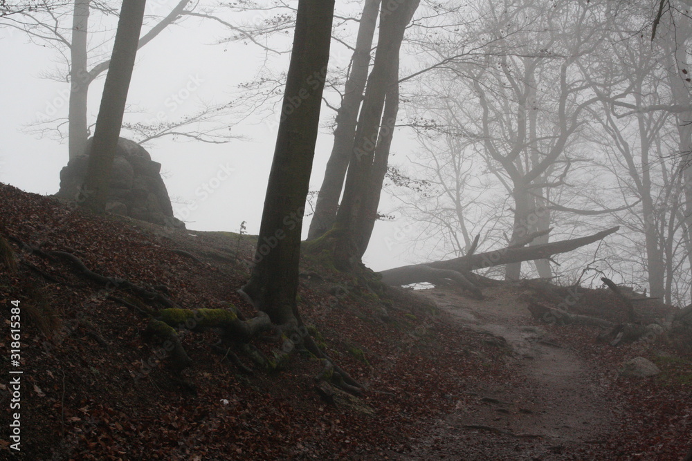 Misty forest in the Czech Republic