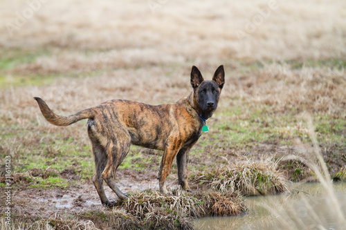 Dutch Shepherd puppy outdoors