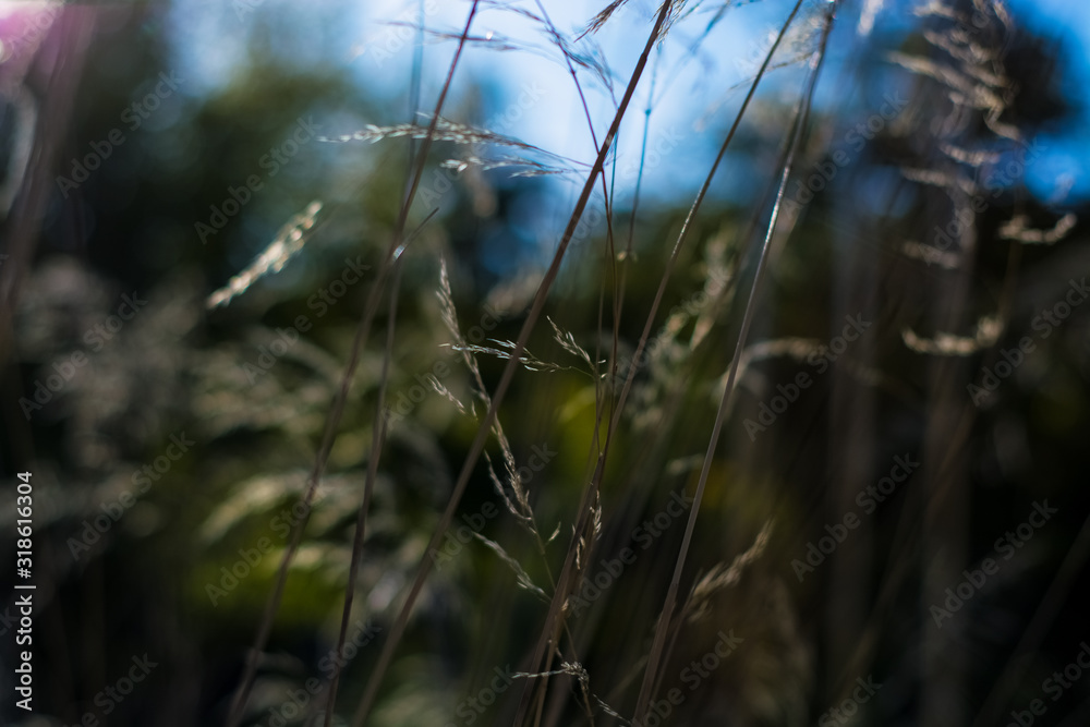 Background or texture of thin golden and green spikelets in grass under suns rays.