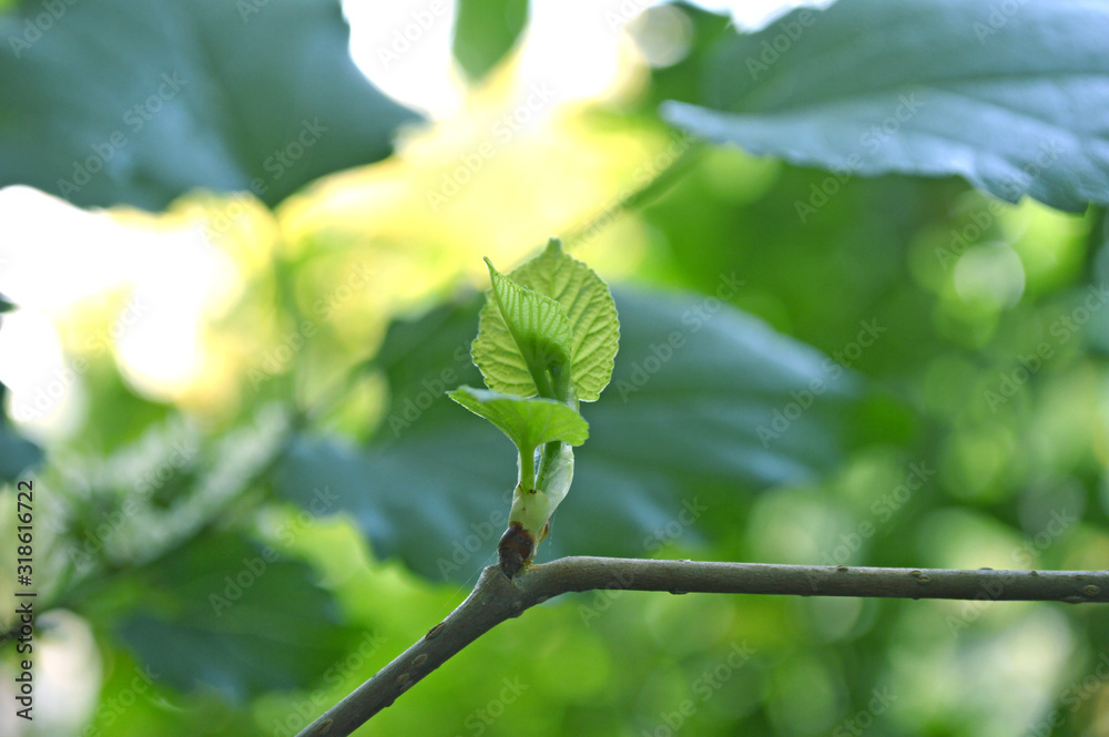Young shoot of mulberry (Morus sp) from Central of Thailand Young shoot of mulberry (Morus sp) from Central of Thailand